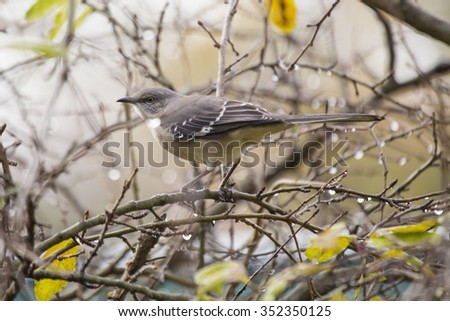 Northen Mockingbird spotted in Prospect Park, Brookyln