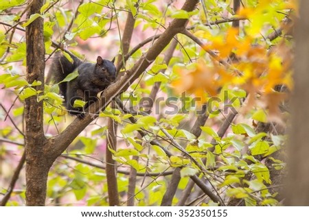 Black squirrel spotted in Prospect Park, Brooklyn, New York