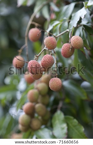 Clusters of ripe fruit of Litchi