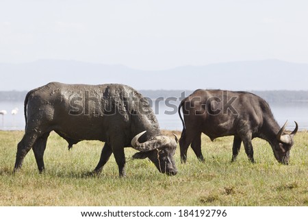 Dirty Cape Buffalos in Nakuru National Park in Kenya.
