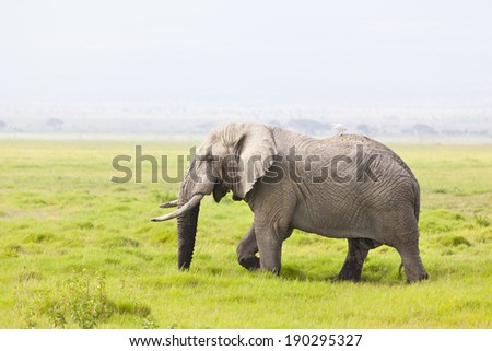 A dirty African Elephant in Amboseli National Park in Kenya with a bird on his back.