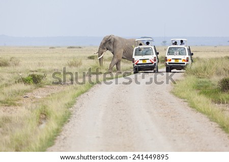 Amboseli, Kenya - February 5: Elephants crossing the road in front of two Safari Cars with tourists in Amboseli National Park in Kenya on February 5, 2013