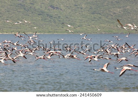 Flamingos flying at Lake Bogoria in Kenya.