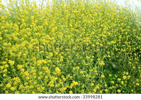 Flowering rapeseed - plant grown for the production of animal feed, vegetable oil for human consumption, and biodiesel