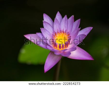 Beautiful pink Lotus flower, on black background
