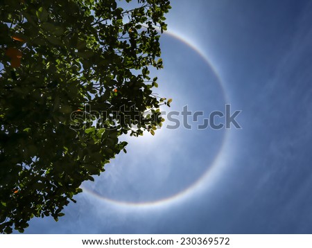 The sun with corona at noon, behind tree on blue sky.