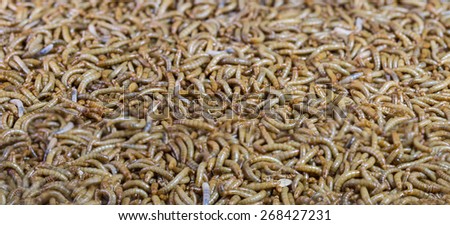Pile of worm bird food, style blur