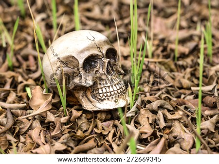 Solitary skull on the pile of dry leaves