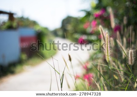 grass, grass flower on the side road, on blurred style