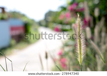 grass, grass flower on the side road, on blurred style