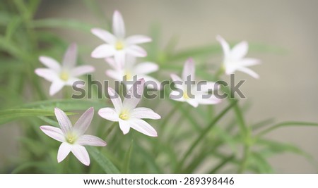 Beautiful laver flower (Rain lilies) on dark background, blurred style\
(laver meaning color purple mix white)