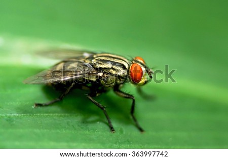 Fly insect perched on green leaf / Blur select focus