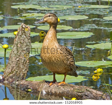Duck standing on a tree in the middle of the lake