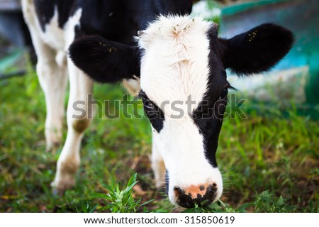Calf grazing on green grass, calf skin black and white. Portrait of the animal.