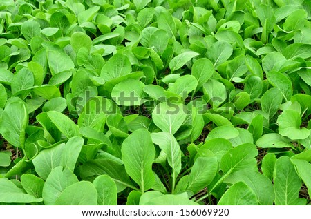 Green vegetables planted on the ground.