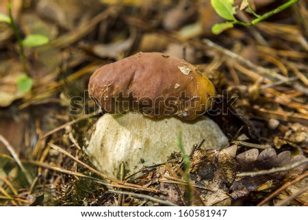 Edible forest mushroom Boletus with details of forest floor
