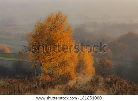 Misty rural landscape in autumn. In the foreground beautiful orange birches, in the background fields and forests.