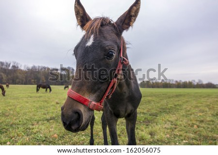 Slightly distorted, short distance portrait of a young horse en face. In the background meadow, other horses and sky.
