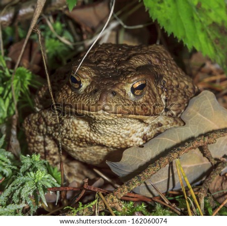 Forest toad standing amidst rich forest floor