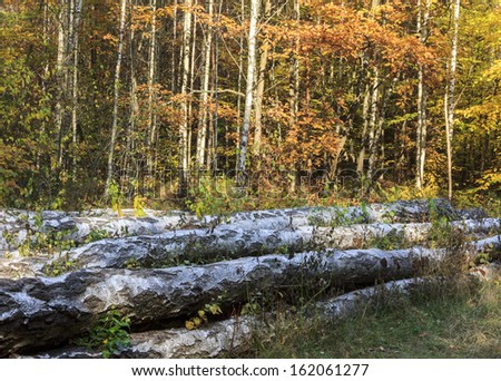 In the foreground big logs of birches, hewn by woodcutters are lying on the forest floor. In the background there is a forest of young birches.