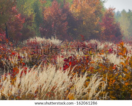 Composition of colorful autumn vegetations. In the foreground meadow with yellow grass and red young oaks, in the background colourful foliage of various trees in the forest.