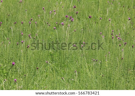 Field of horse-tail - equisetum - and violet flowers