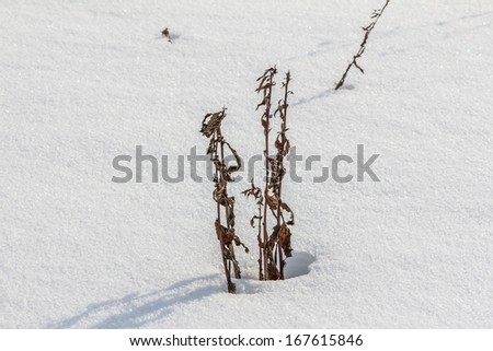 Withered plant stems sticking out from snow against the background of sparkling snow
