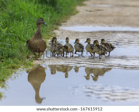 Duck And Ducklings On A Path, Reflected In A Pool Of Water