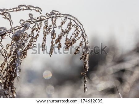 Close-up photo of frozen meadow flowers engulfed in ice in blurred background with reflexes of light