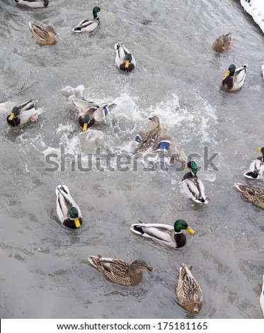 two male ducks go in circles round each other fighting for food, surrounded by other ducks in the river