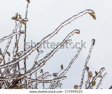 Group of twigs with leaves covered  with deep layer of ice in winter