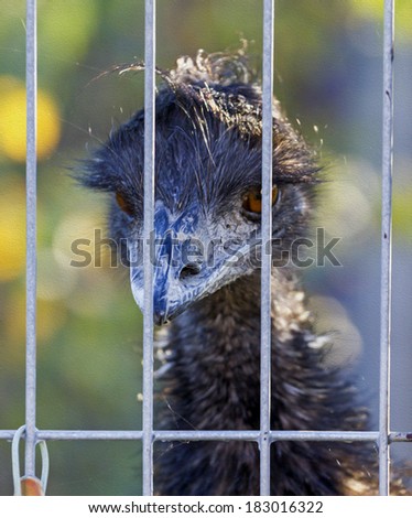 Photo of rhea with intensely blue beak looks ominously from behind iron bars,  stylized and filtered to look like an oil painting