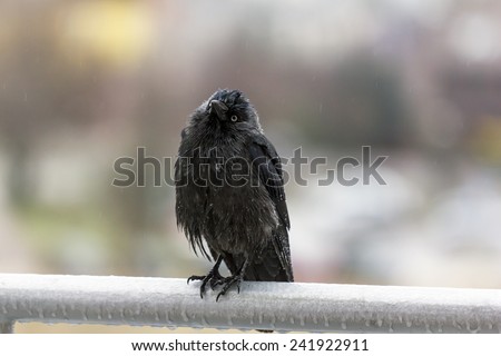wet crow in the rail sitting on balcony rail cocking its head and looking at the raindrops falling