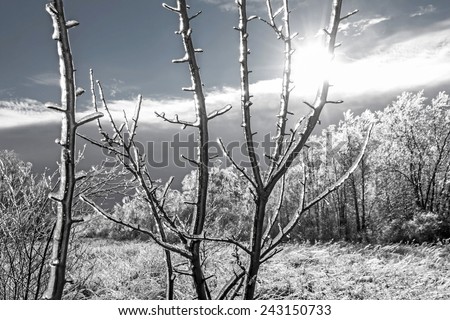 Black and white winter landscape with sun shining through ice-covered branches in foreground and hoary blurred trees in background