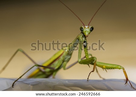 Macro photo of a green  praying mantis looking straight into camera