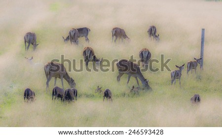 filtered, impressionist-style, dreamy photo of a herd of dear with calves in the yellow grass