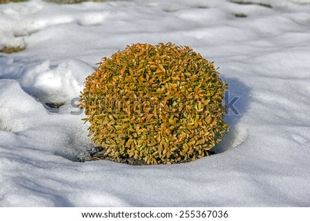 oval decorative shrub in the garden with bright orange leaves surrounded by snow