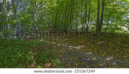 panoramic photo of forest path in early autumn - trees, fallen leaves and lush vegetation