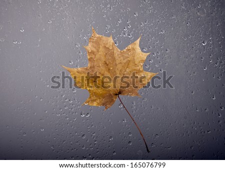 View of falling autumn leaf through the window with rain drops.