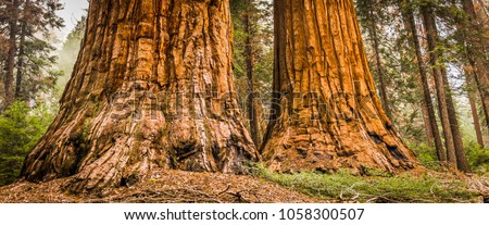 Giant Sequoias (Redwoods) in the worlds largest sequoia grove, the Redwood Mountain Grove located in the Kings Canyon National Park and the Giant Sequoia National Monument, California (USA).