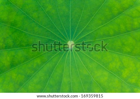 Large leaf pattern.Lotus leaf.