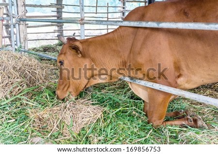 Cow eating grass, in Thailand