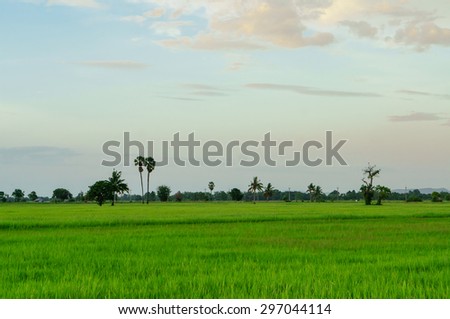 softlight from sunshine land scape view of Toddy palm and rice-field with shade from sunlight