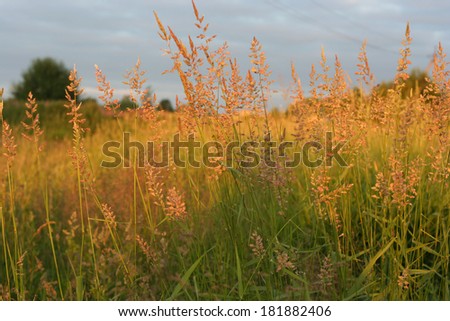 field in the evening quiet rustle of grass in the wind