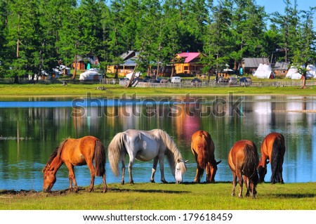 Beautiful horses grazing near a Khuvsgul lake in Northern Mongolia. Tourist camp.
