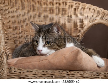 cat on a chair on a white background in studio