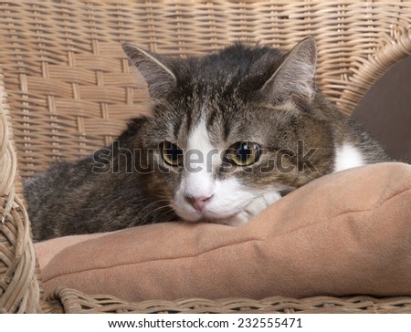 cat on a chair on a white background in studio