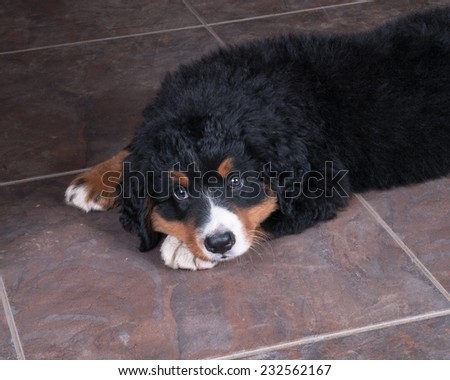 puppy lying on the floor at home in the warmth
