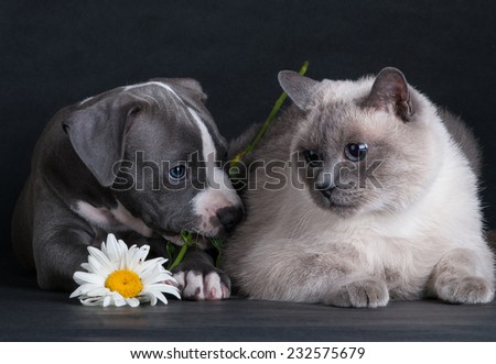 puppy dog playing with a cat on a black background in the studio