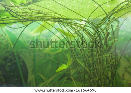 Decorative aquarium plants and  water lily